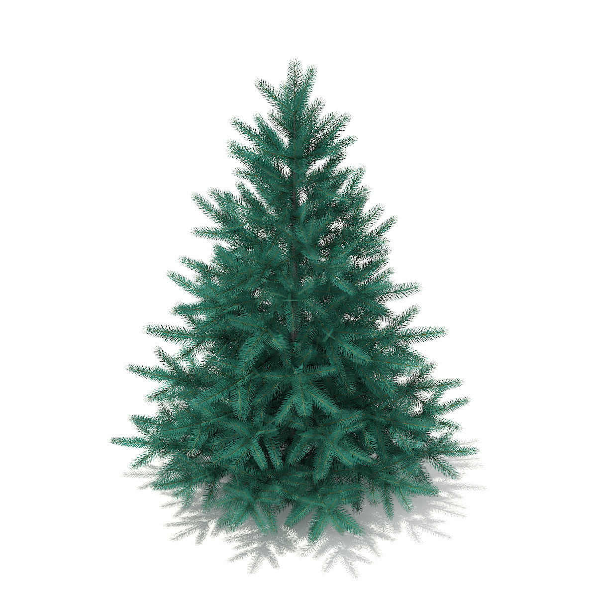 Blue Spruce Picea pungens 1m 3D model_4