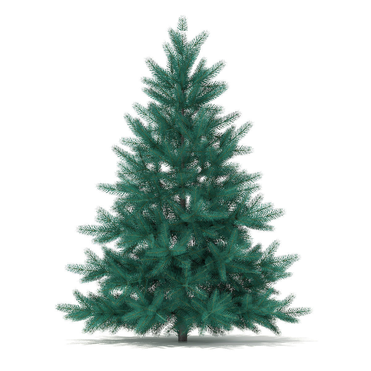 Blue Spruce Picea pungens 1m 3D model_2