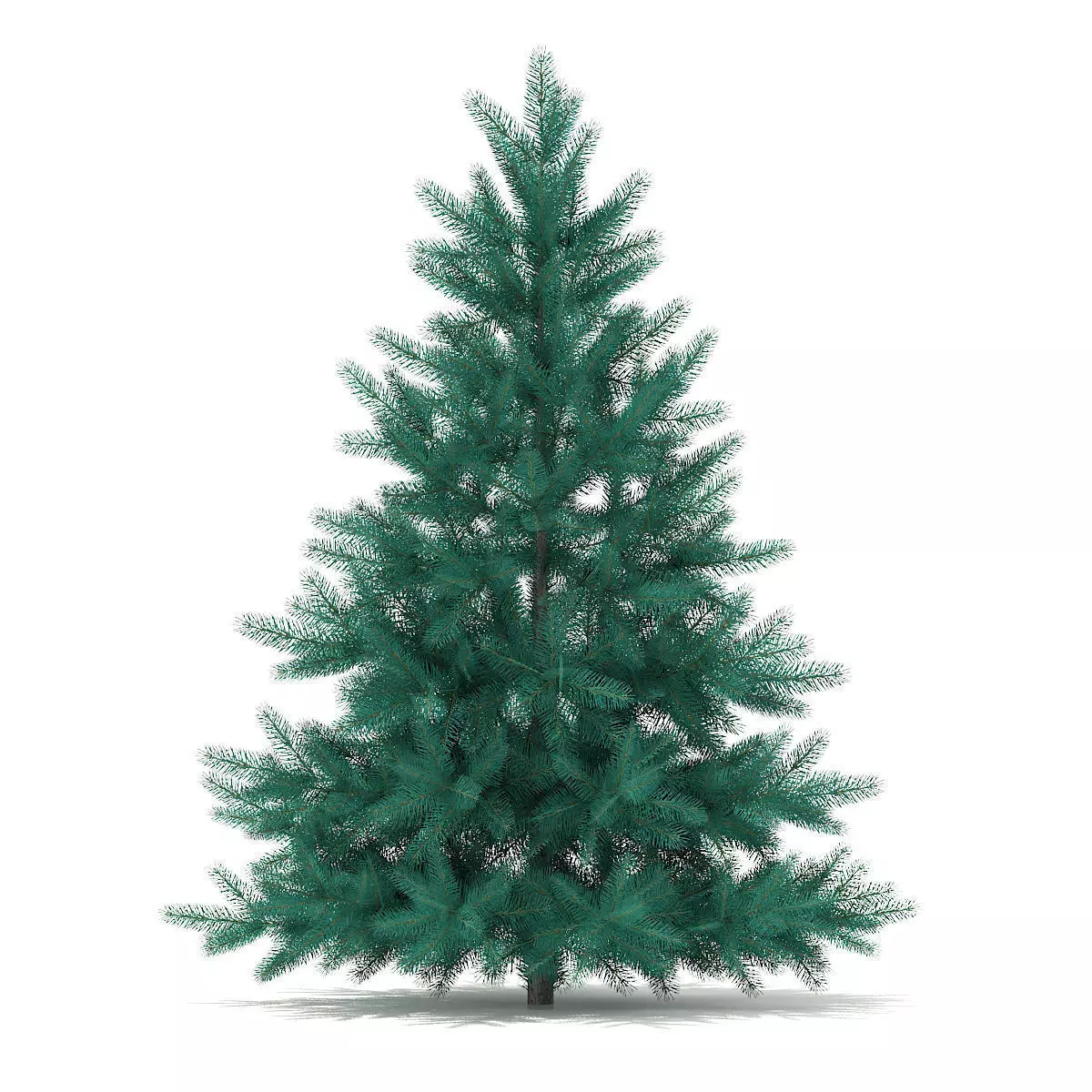 Blue Spruce Picea pungens 1m 3D model_0