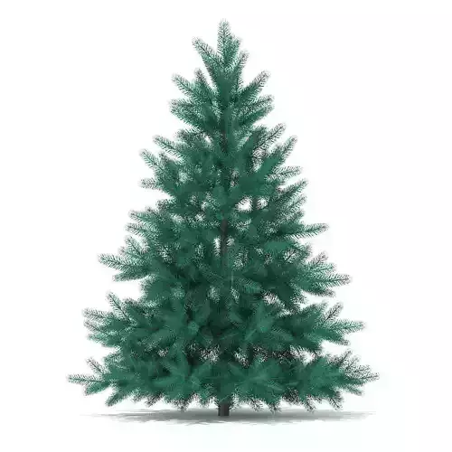 Blue Spruce Picea pungens 1m