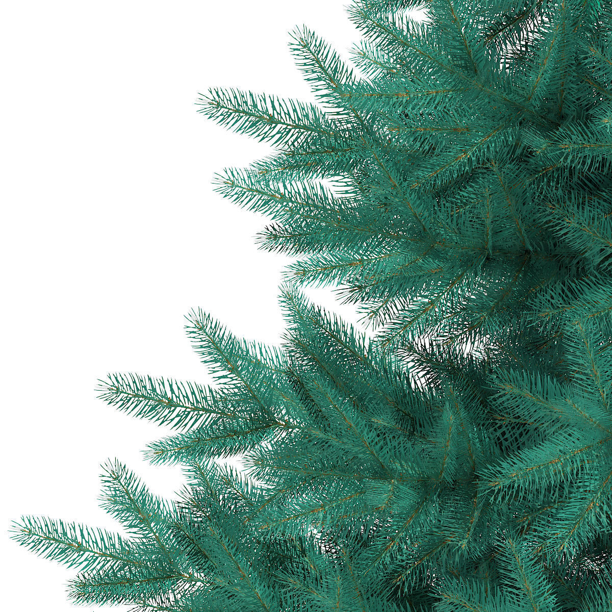 Blue Spruce Picea pungens 2m 3D model_6