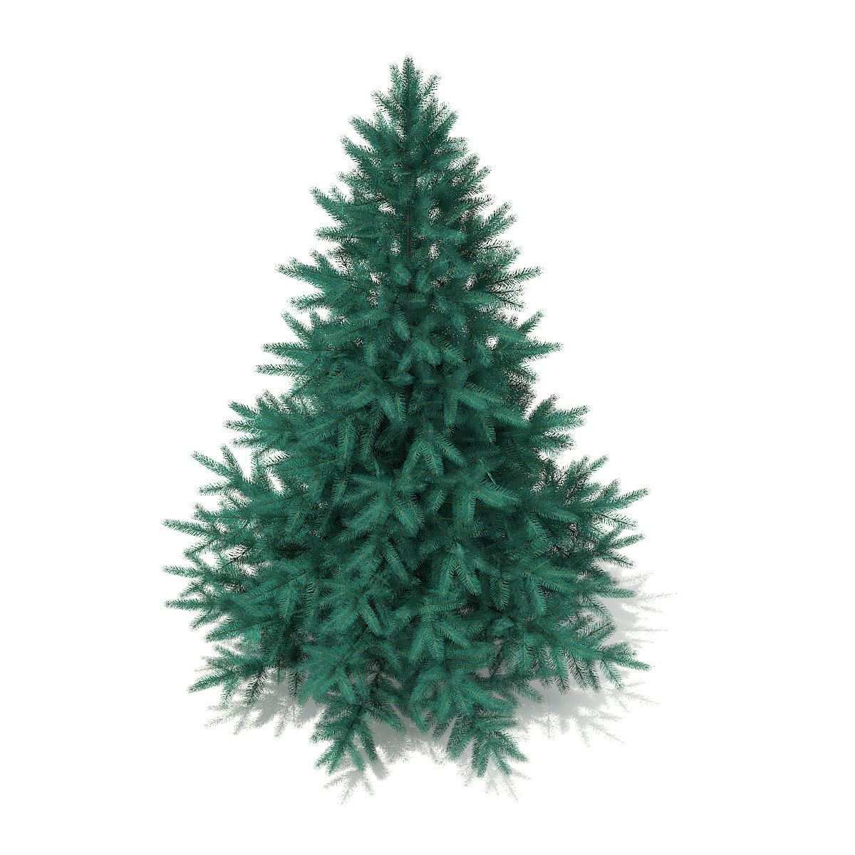 Blue Spruce Picea pungens 2m 3D model_4