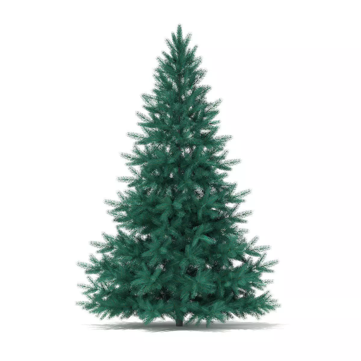 Blue Spruce Picea pungens 2m 3D model_0