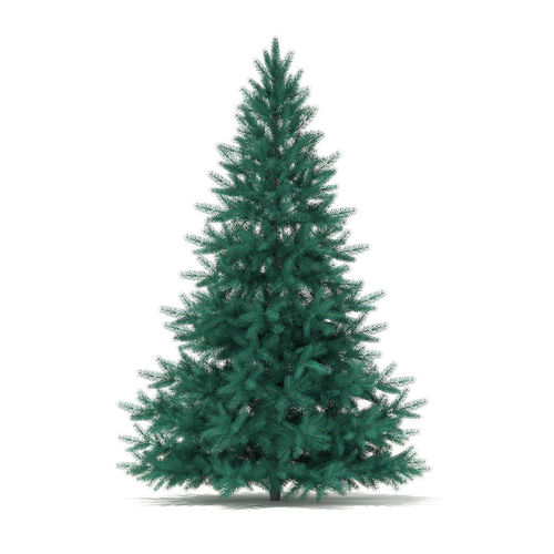 Blue Spruce Picea pungens 2m 3D model