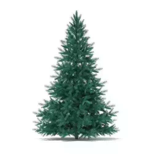 Blue Spruce Picea pungens 2m