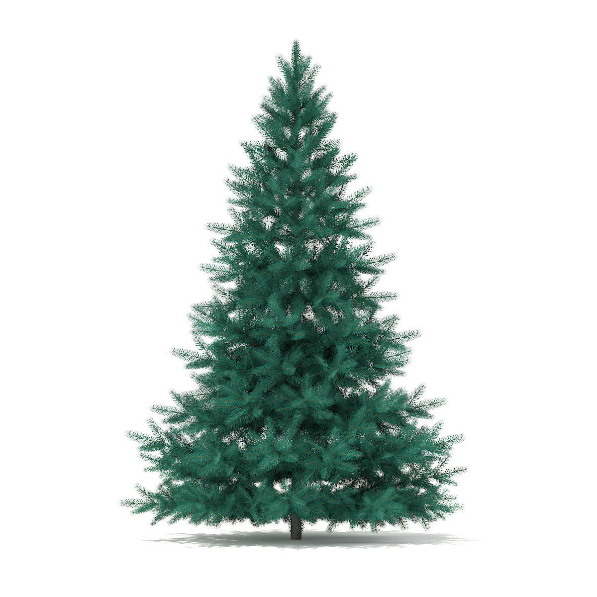 Blue Spruce Picea pungens 2m 3D model_2