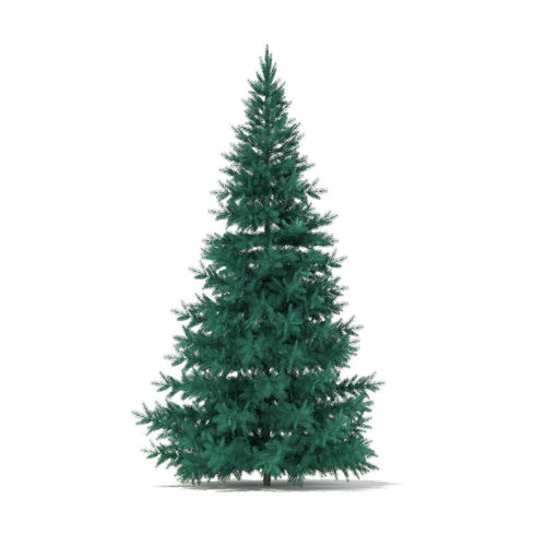Blue Spruce Picea pungens 3m 3D model