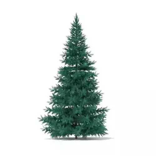 Blue Spruce Picea pungens 3m
