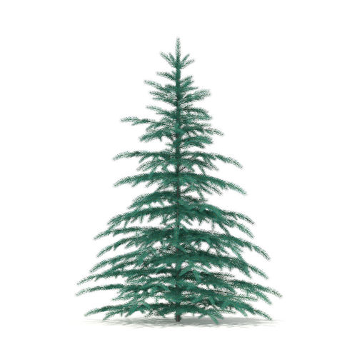 Blue Spruce Picea pungens 3m 2 3D model