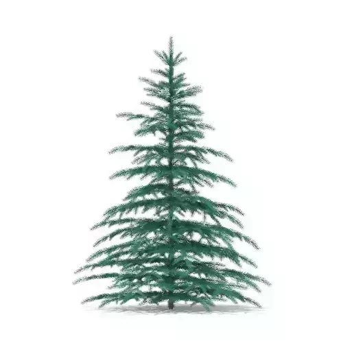 Blue Spruce Picea pungens 3m 2