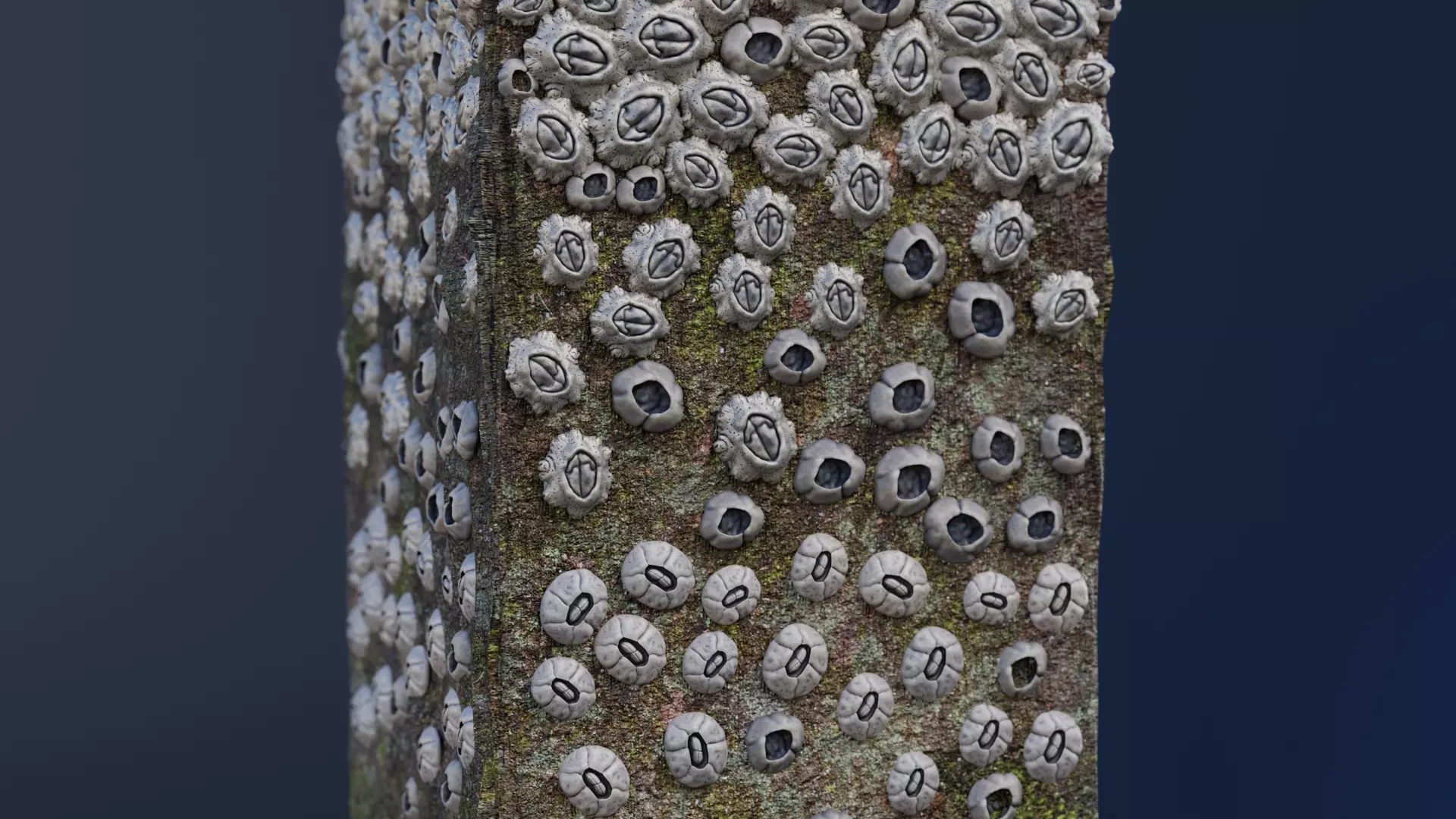 Column with Barnacles 3D model