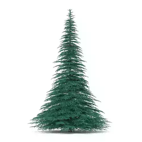 Blue Spruce Picea pungens 7m