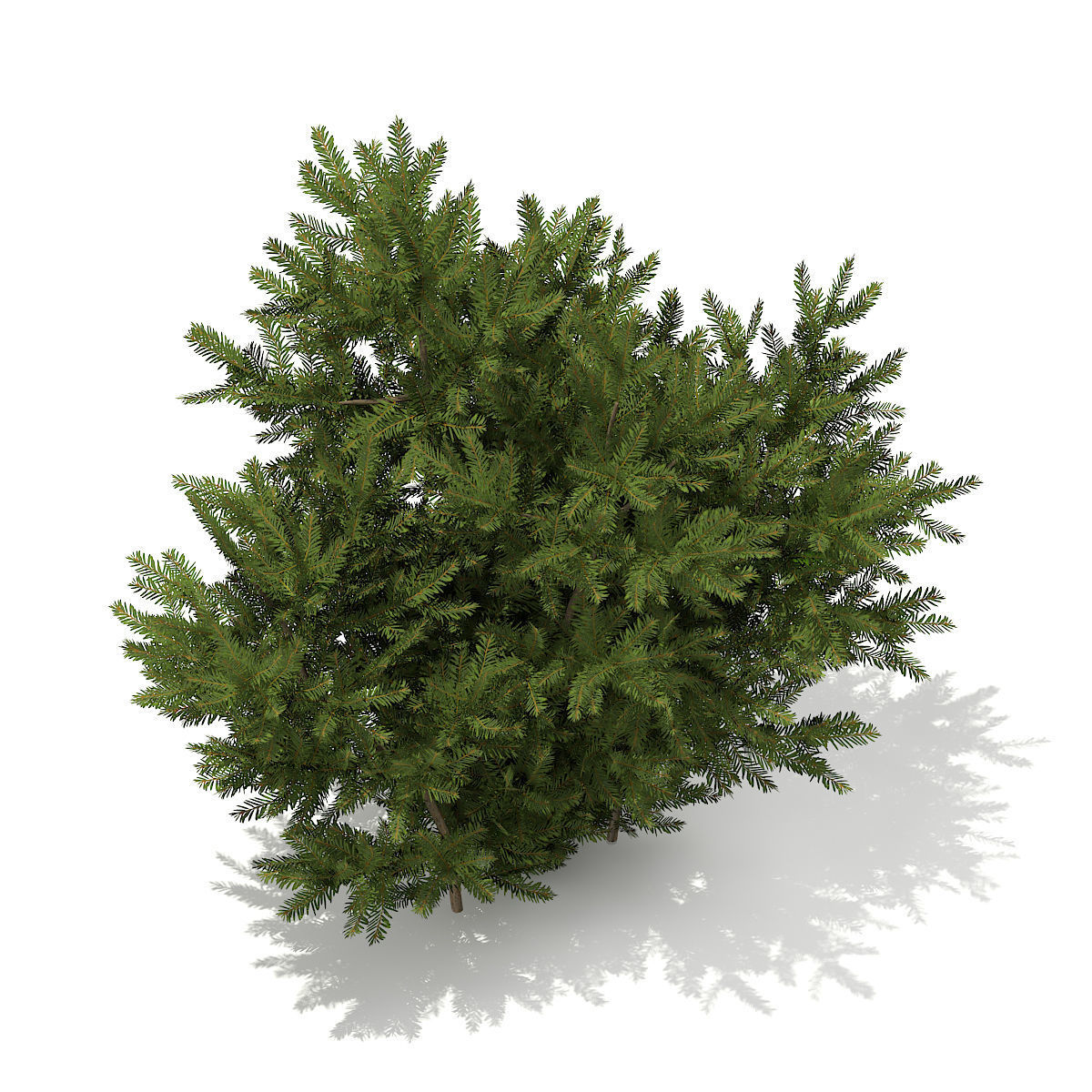 European Yew Taxus baccata 1m 3D model_2