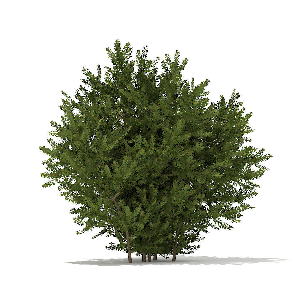 European Yew Taxus baccata 1m 3D model_4