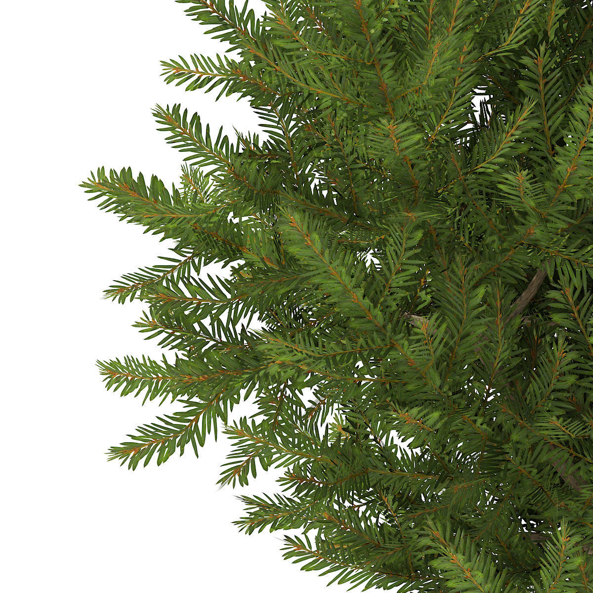 European Yew Taxus baccata 1m 3D model_6