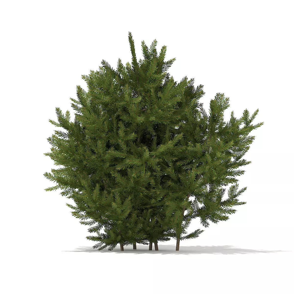 European Yew Taxus baccata 1m 3D model_0