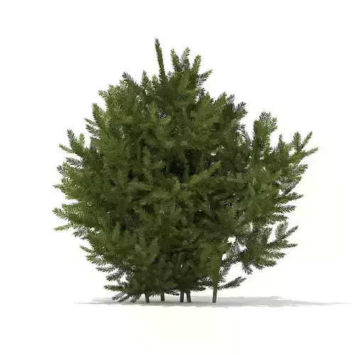 European Yew Taxus baccata 1m