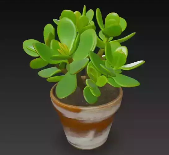 jade plant pot