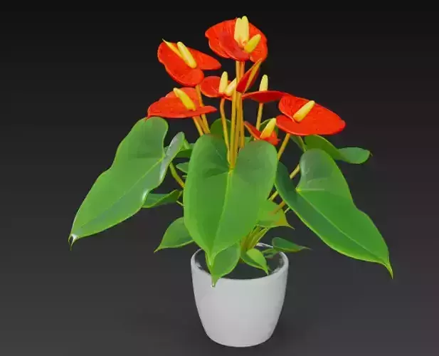 Anthurium Plant Pot
