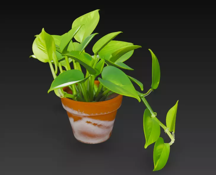 3D Pothos Plant Pot 3D model
