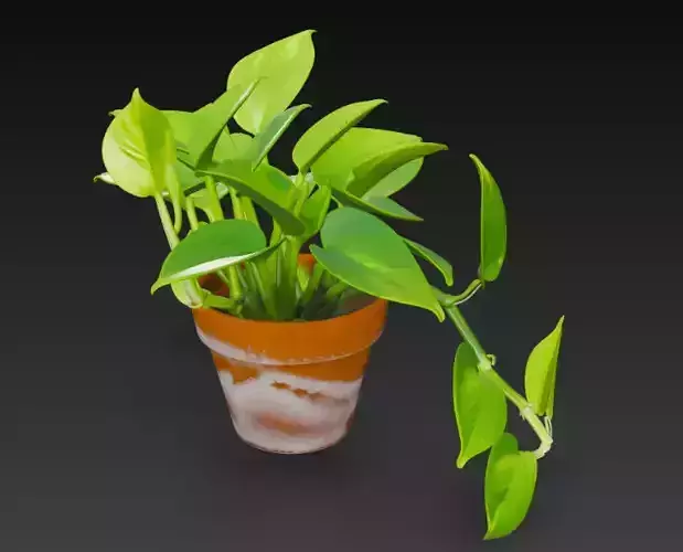 3D Pothos Plant Pot
