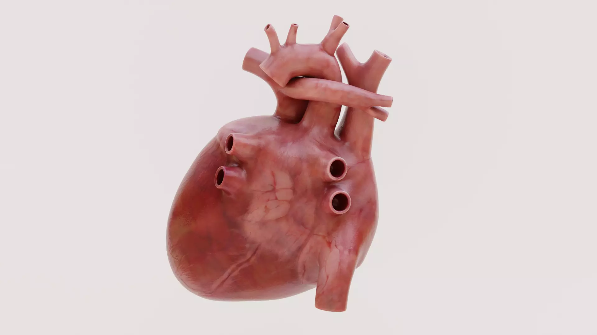 Realistic Human Heart - Rigged and Animated Low-poly 3D model_8