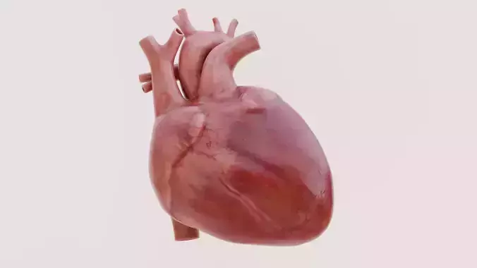 Realistic Human Heart V1 - Rigged and Soft Body Animated