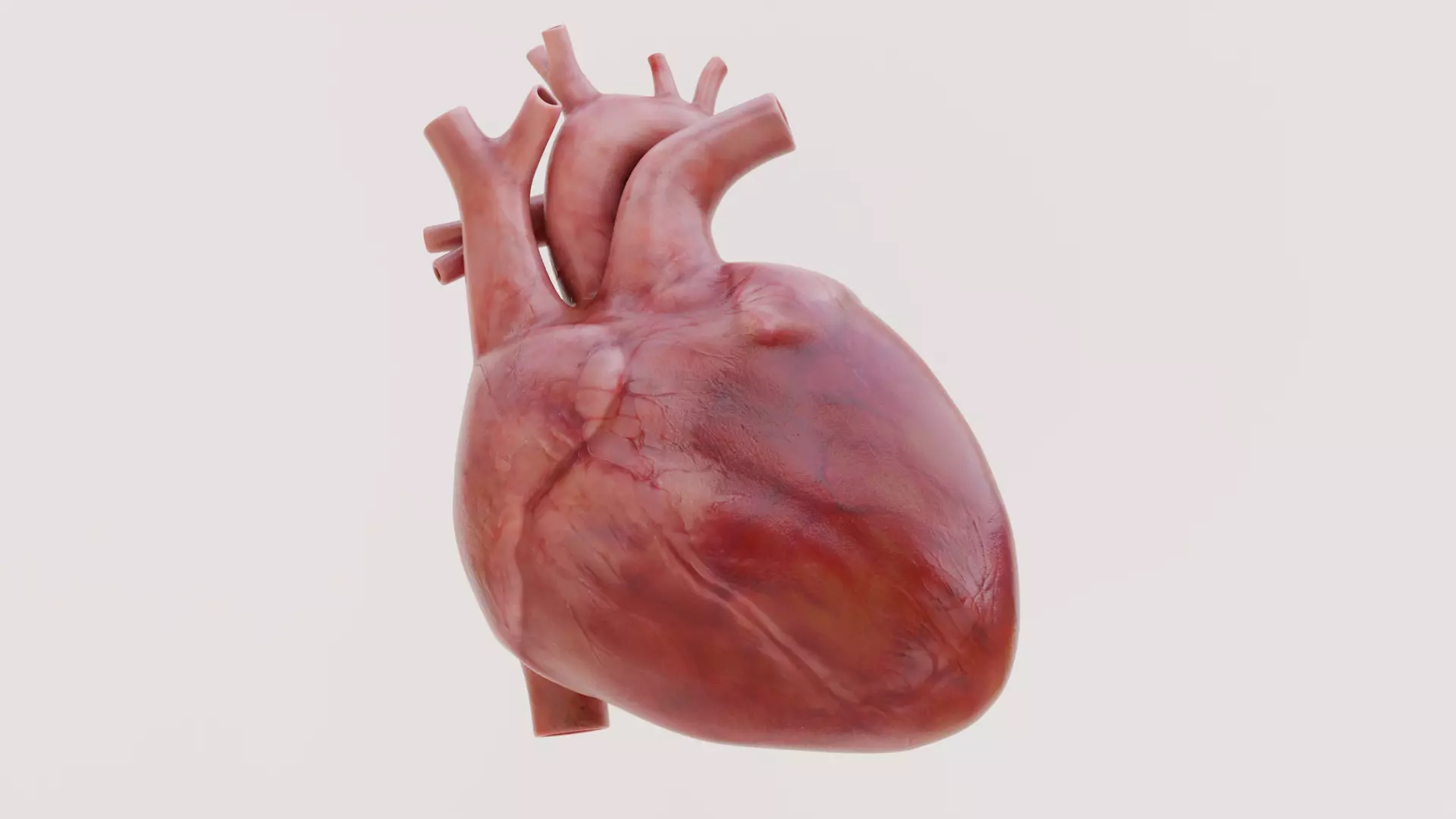 Realistic Human Heart - Rigged and Animated Low-poly 3D model_0