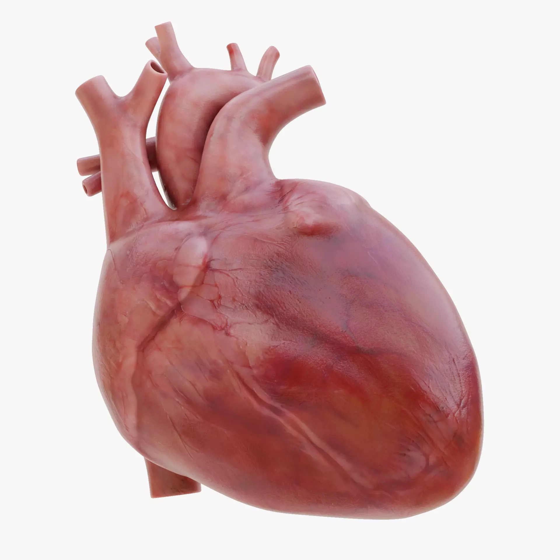 Realistic Human Heart - Rigged and Animated Low-poly 3D model_15