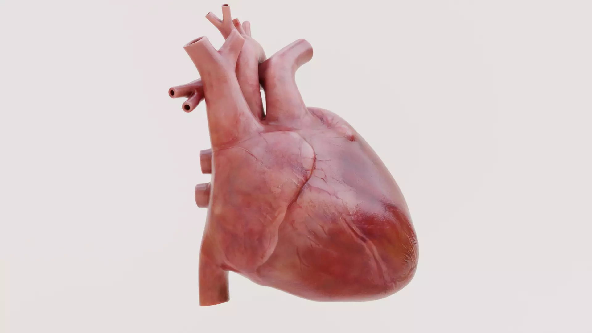 Realistic Human Heart - Rigged and Animated Low-poly 3D model_6