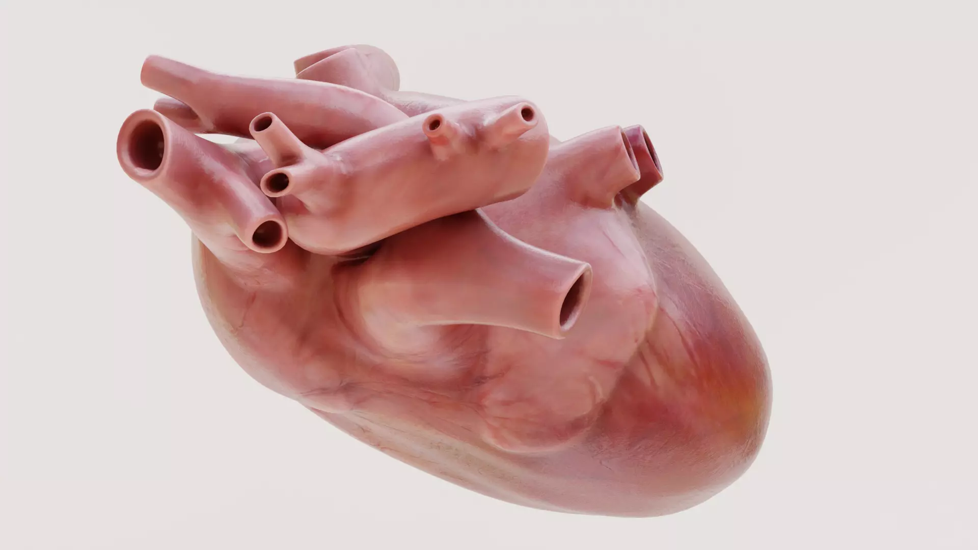 Realistic Human Heart - Rigged and Animated Low-poly 3D model_2