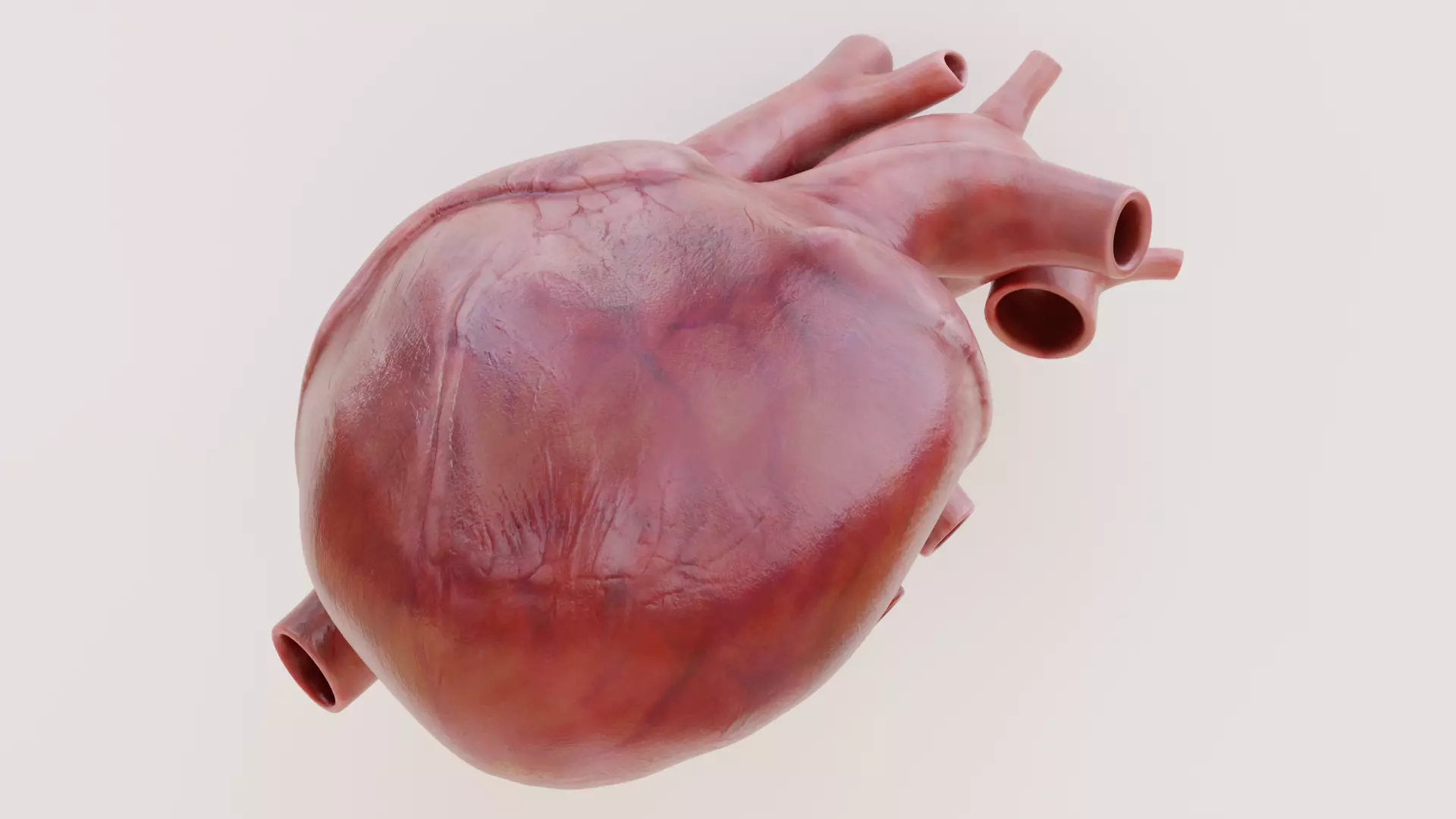 Realistic Human Heart - Rigged and Animated Low-poly 3D model_3