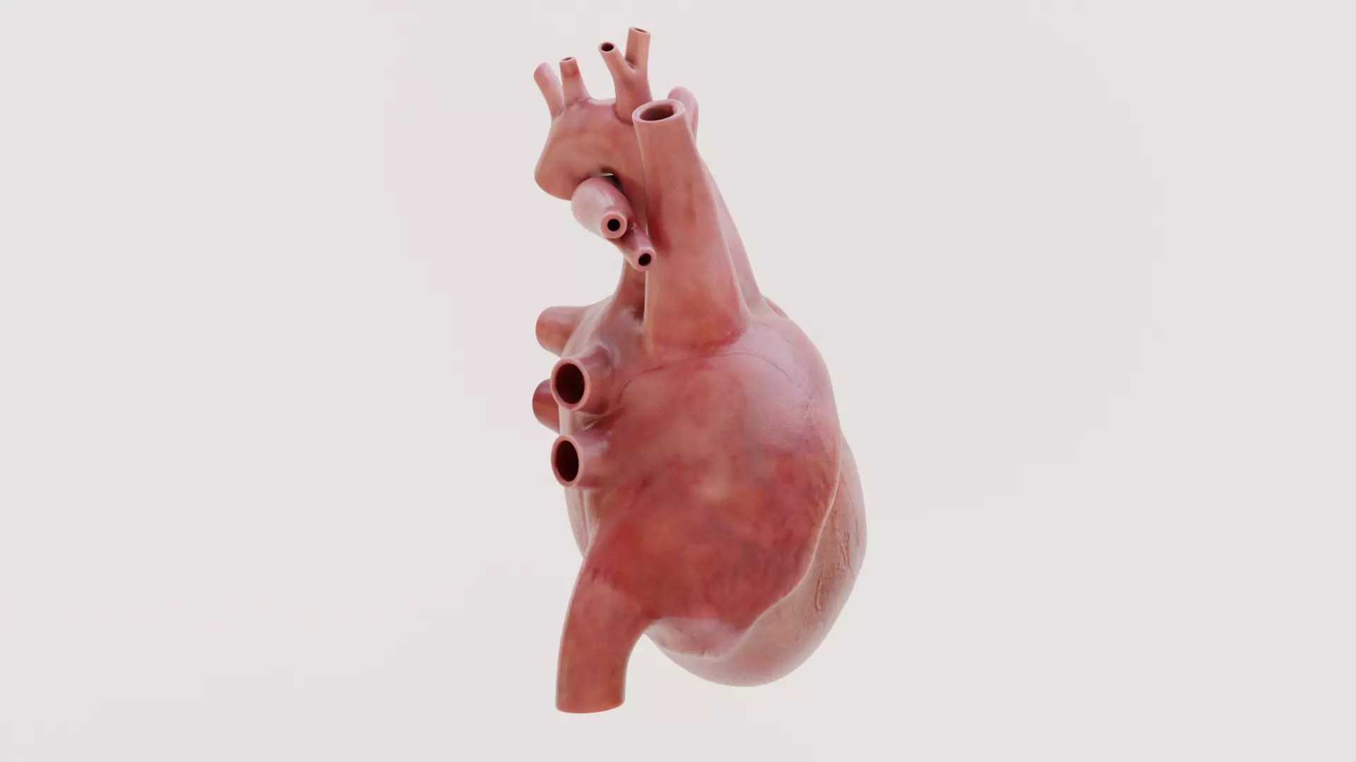 Realistic Human Heart - Rigged and Animated Low-poly 3D model_9