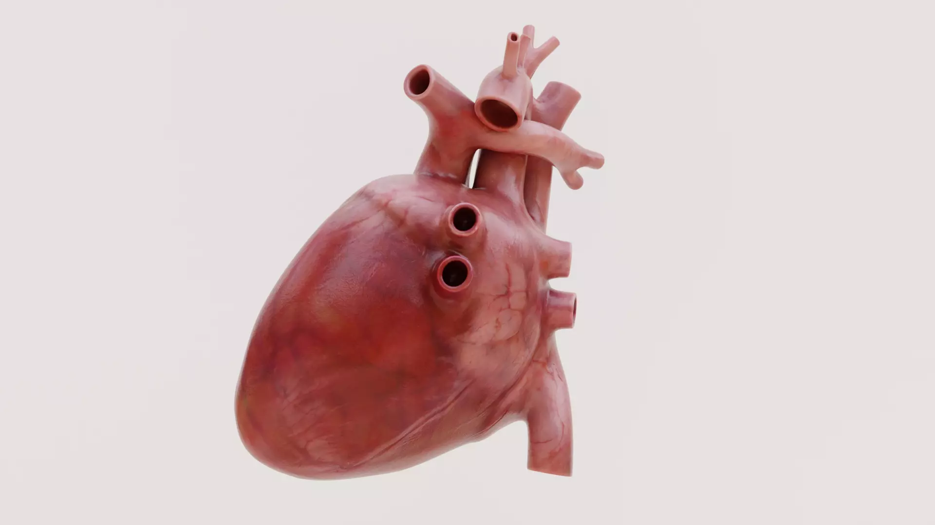 Realistic Human Heart - Rigged and Animated Low-poly 3D model_7