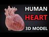 Realistic Human Heart - Rigged and Animated Low-poly 3D model_1