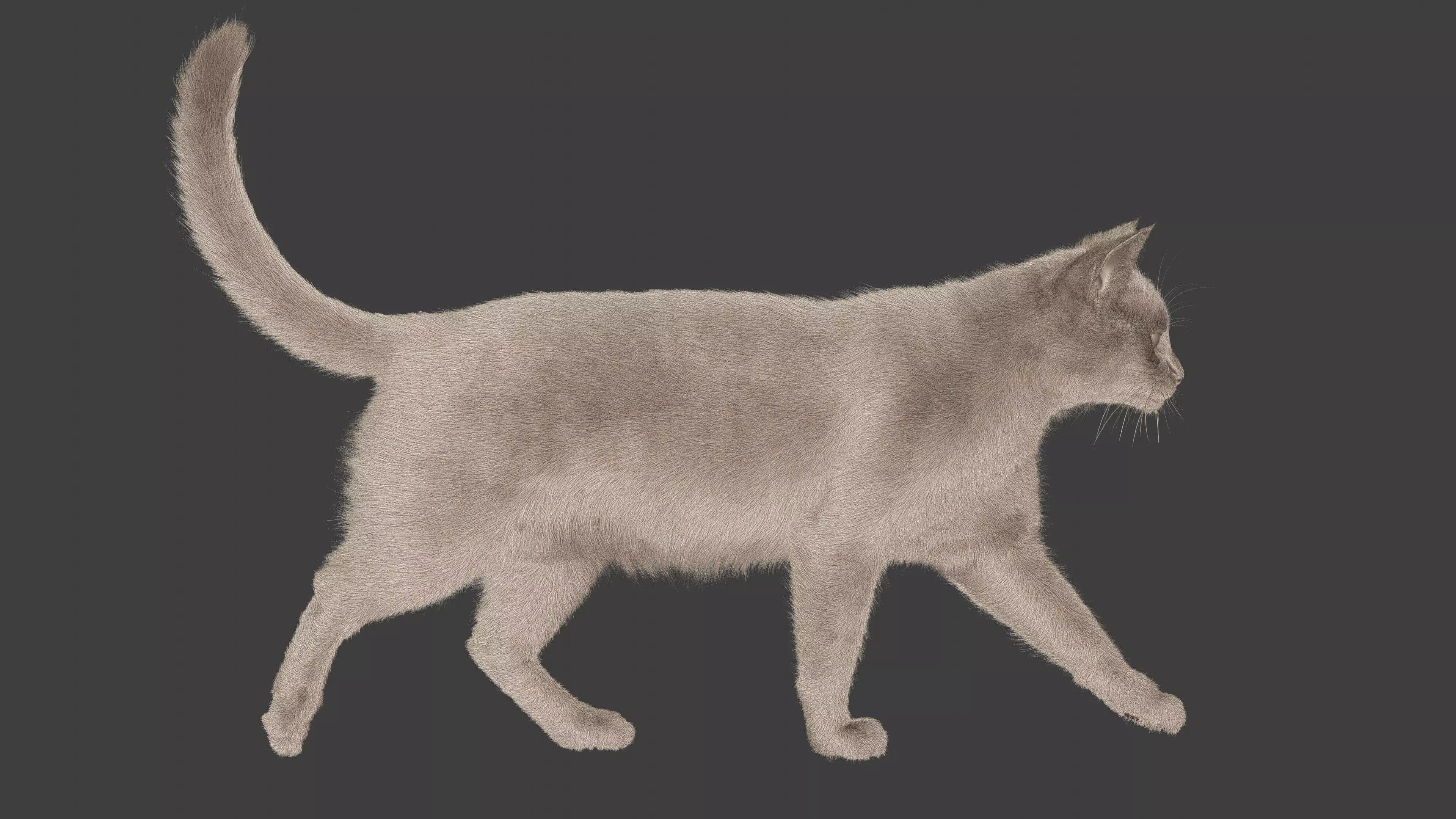 grey Tabby cat Low-poly 3D model_8