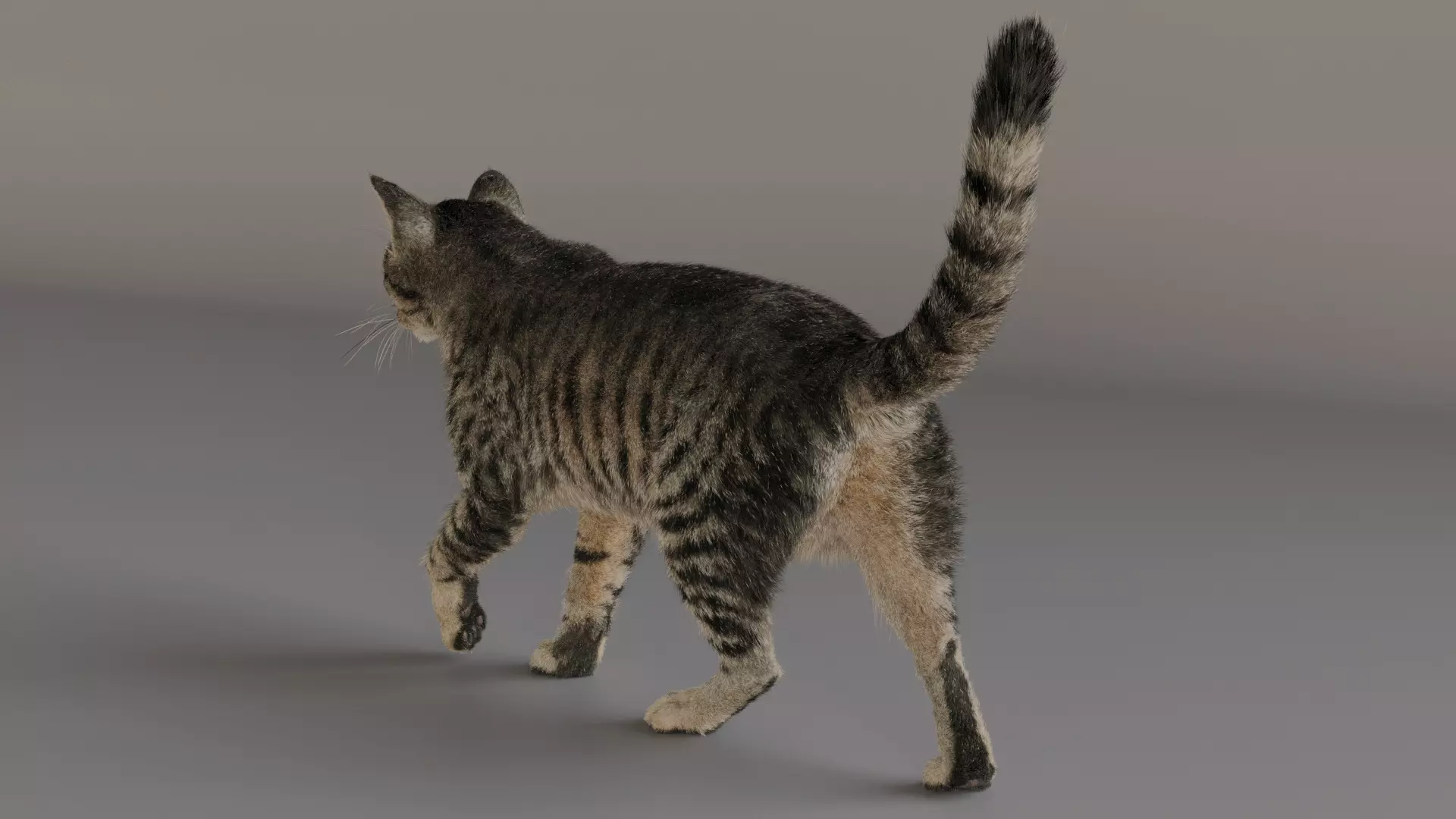 grey Tabby cat Low-poly 3D model_1