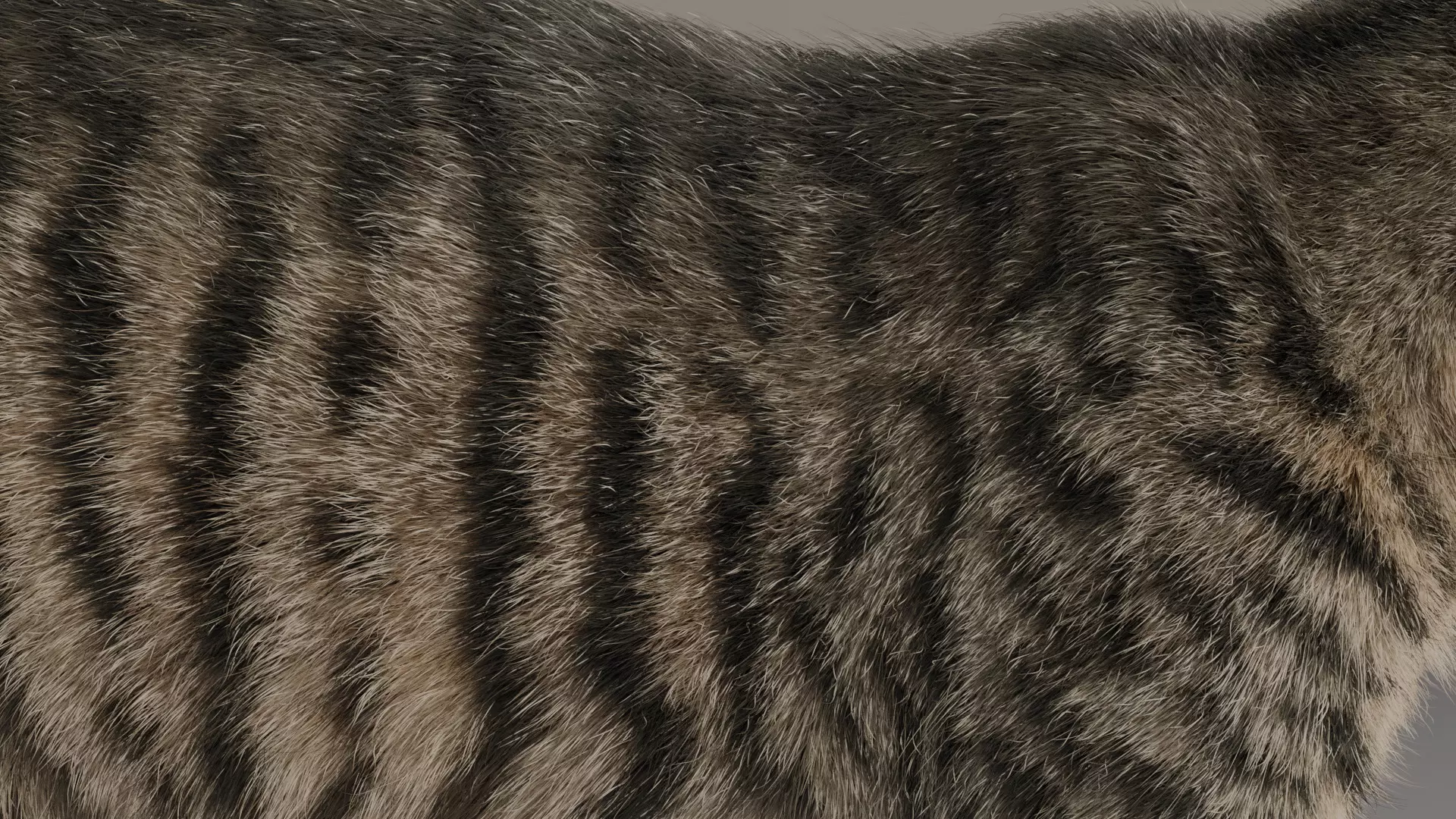 grey Tabby cat Low-poly 3D model_4