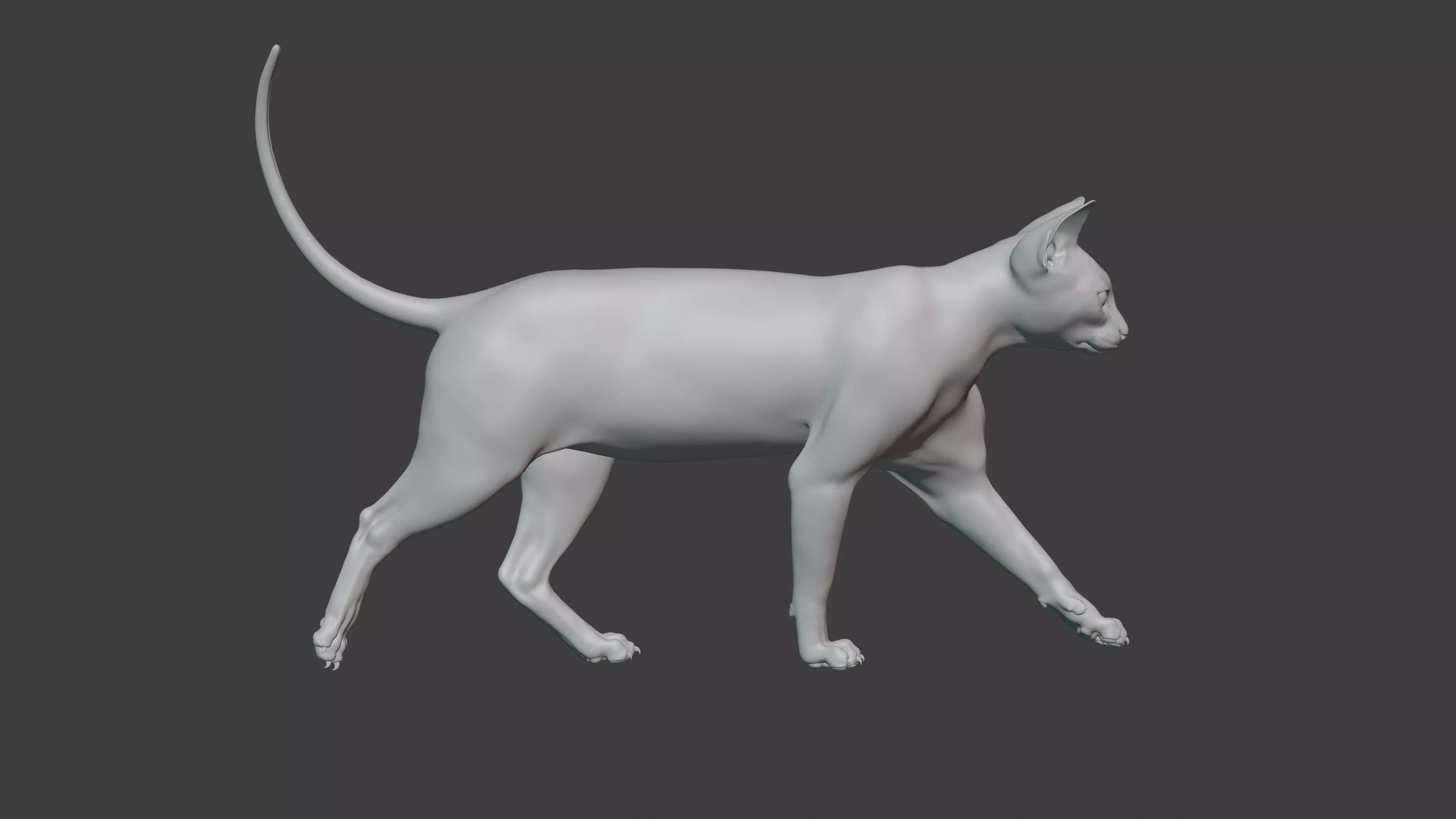 grey Tabby cat Low-poly 3D model_21