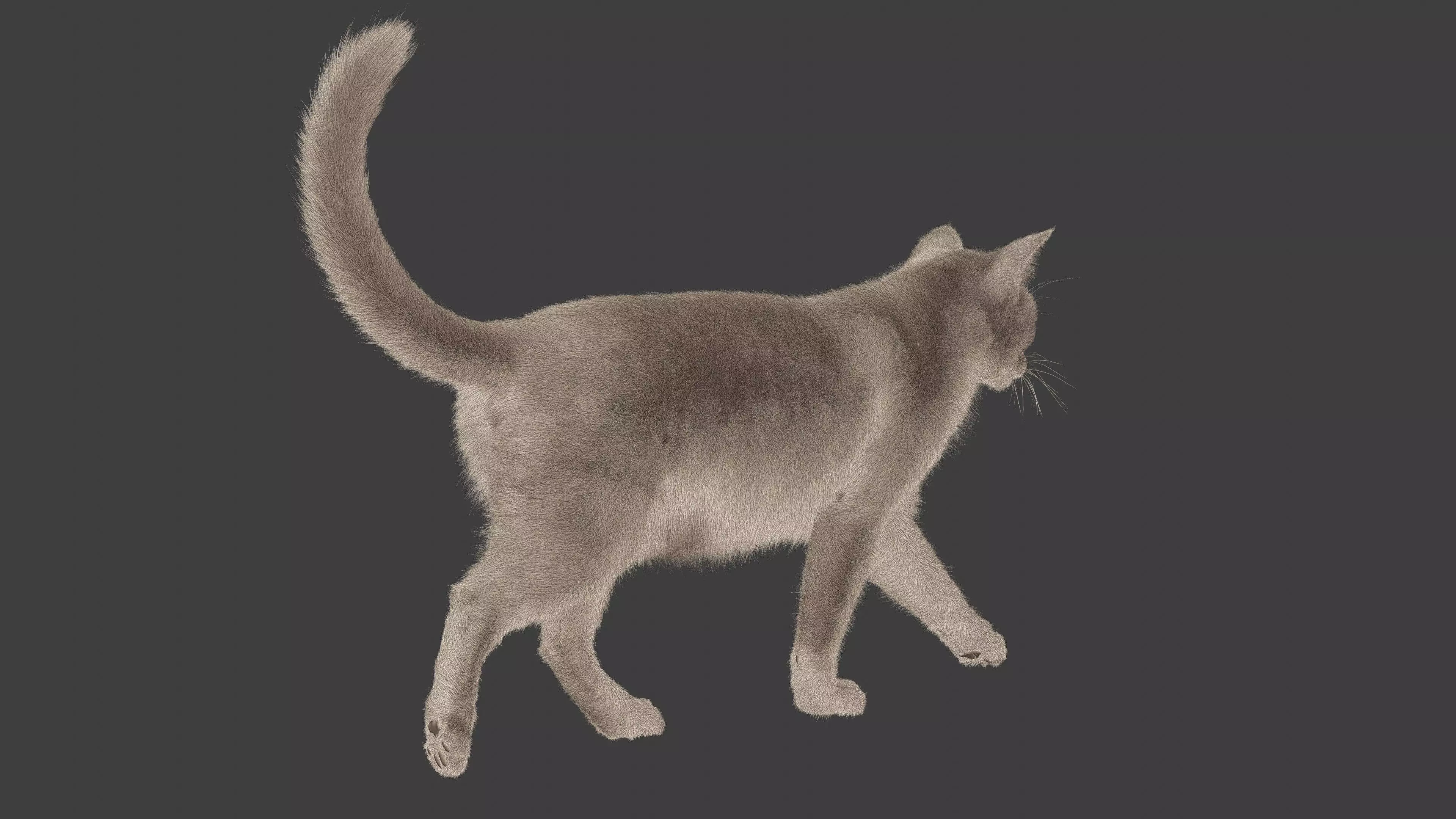 grey Tabby cat Low-poly 3D model_7