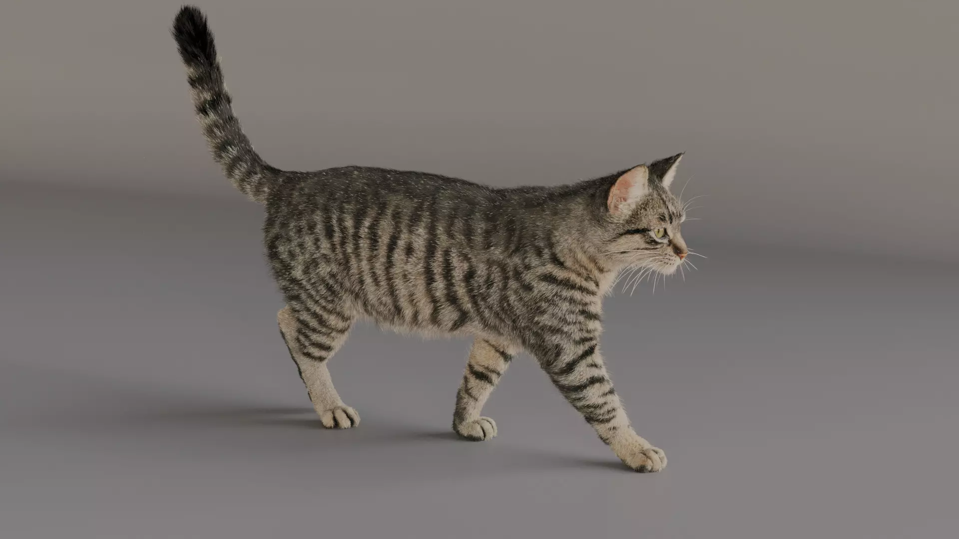 grey Tabby cat Low-poly 3D model_0