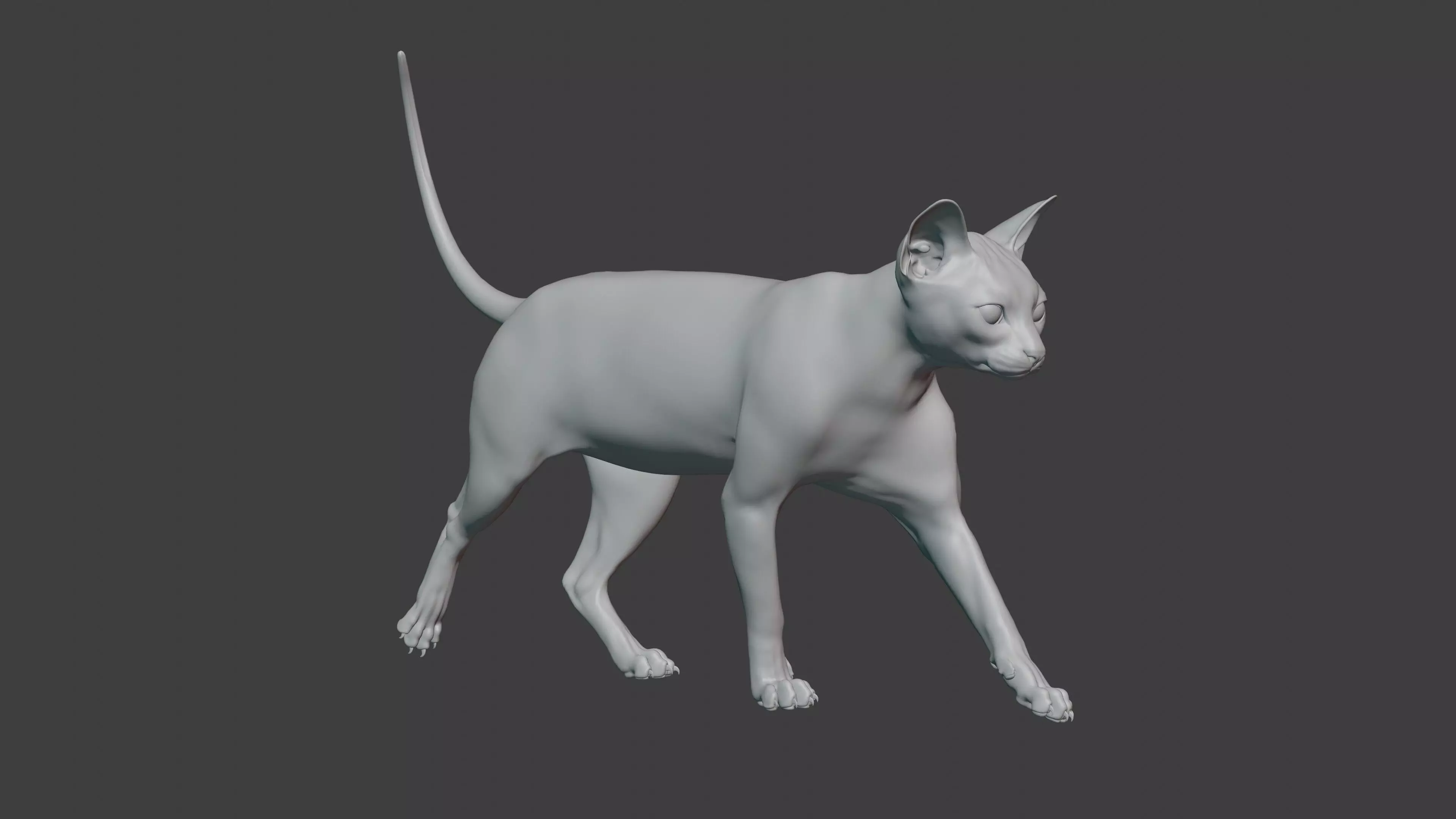 grey Tabby cat Low-poly 3D model_20