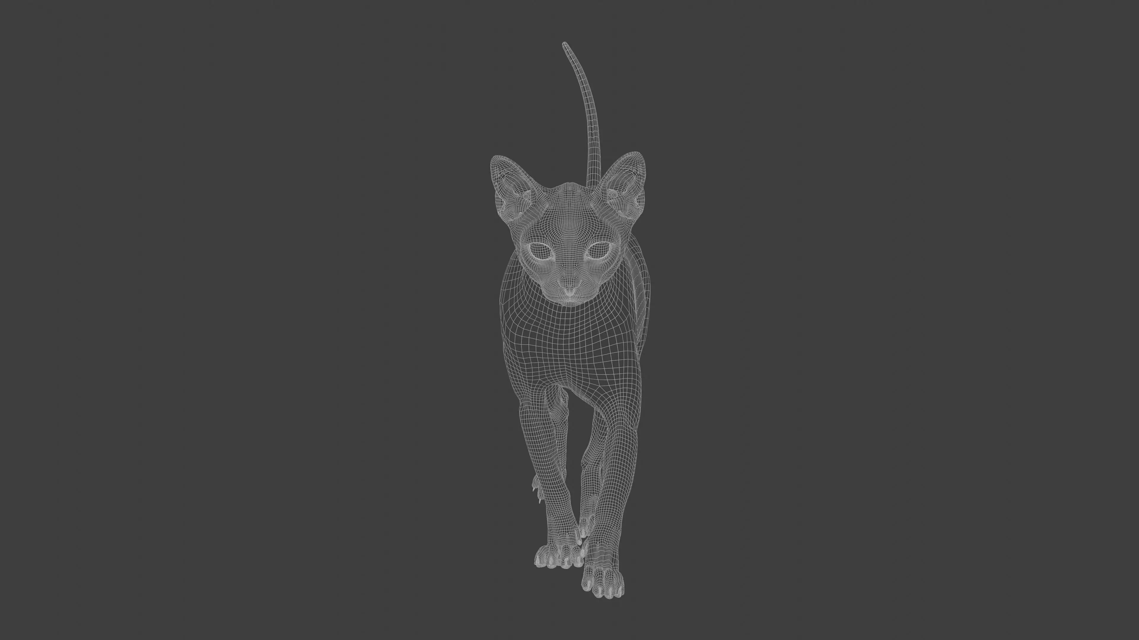 grey Tabby cat Low-poly 3D model_14