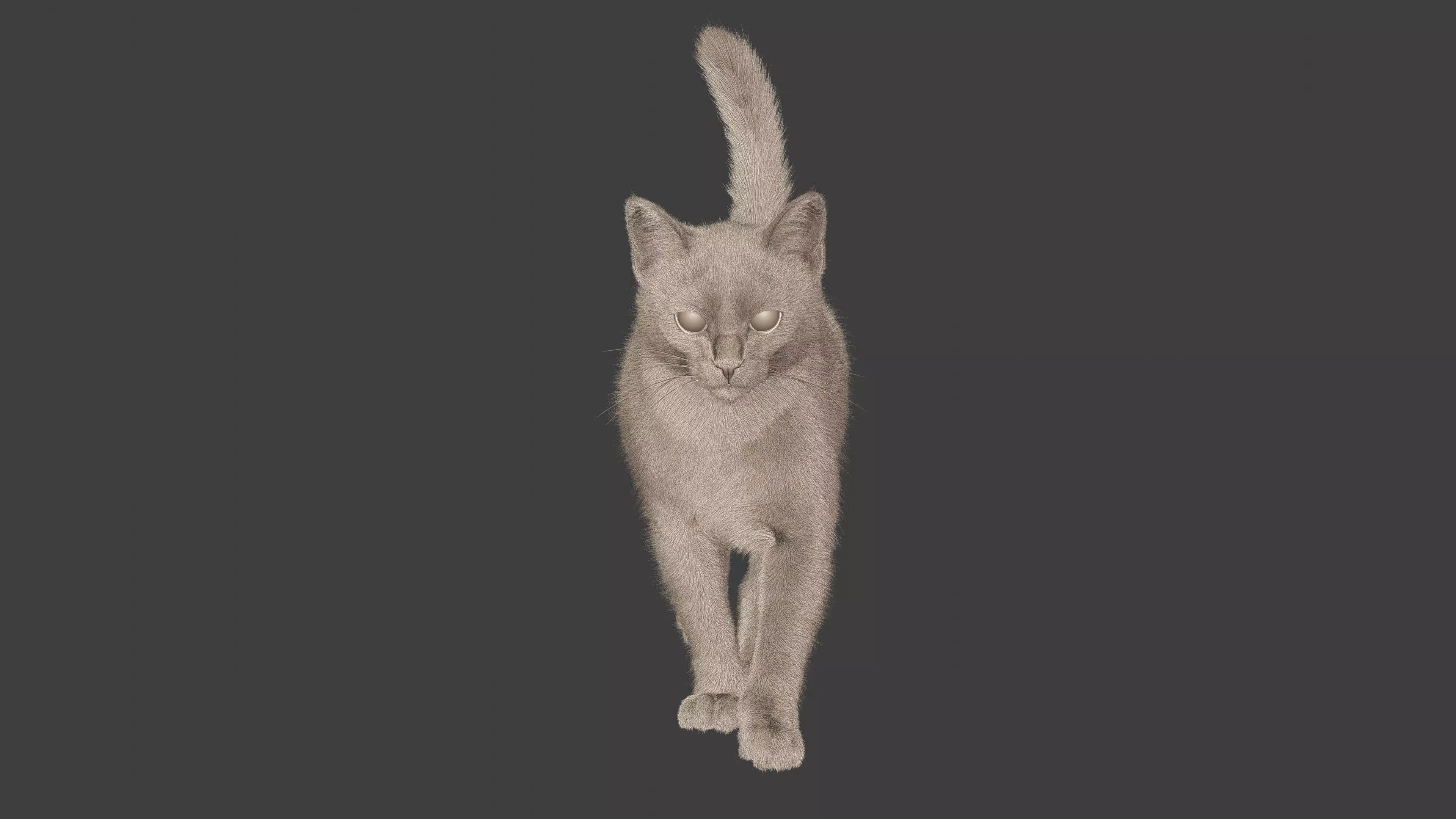 grey Tabby cat Low-poly 3D model_9