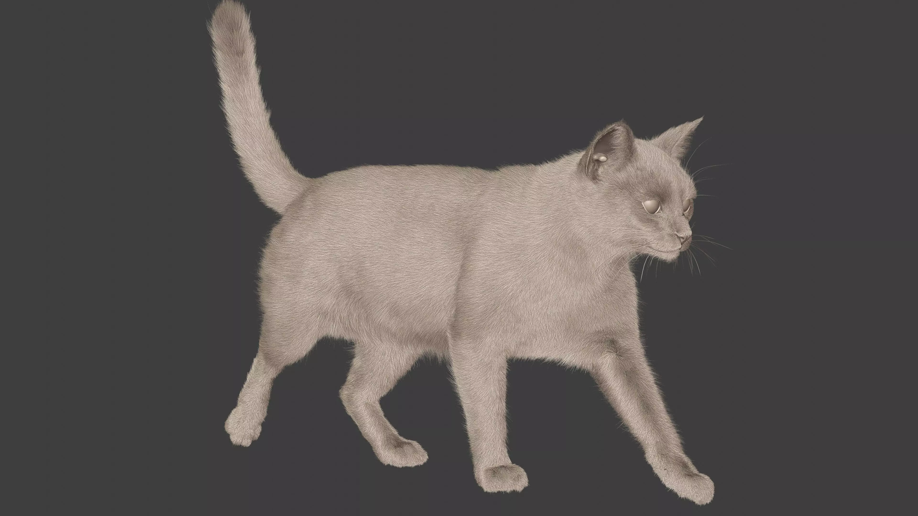 grey Tabby cat Low-poly 3D model_6