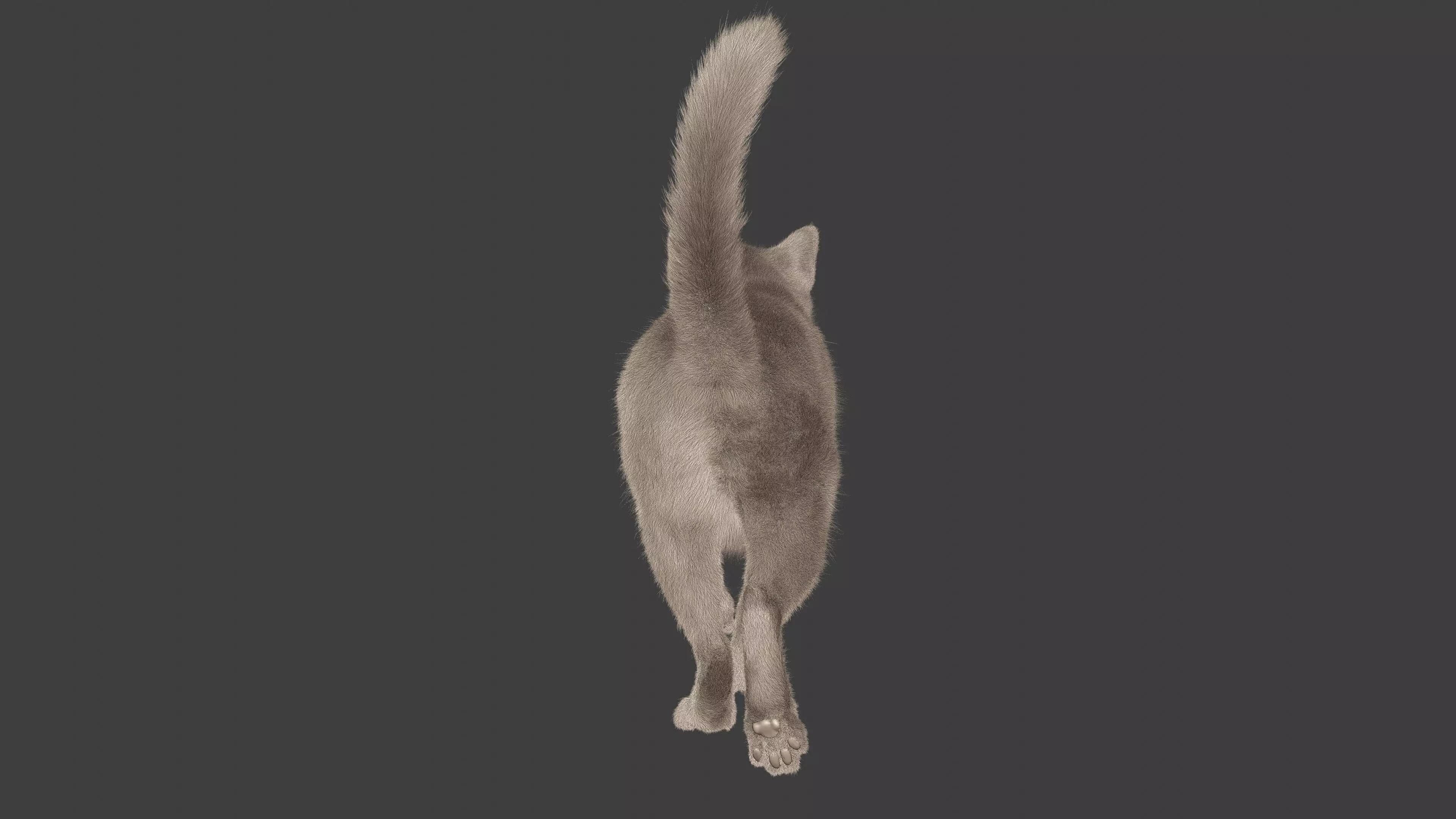 grey Tabby cat Low-poly 3D model_10