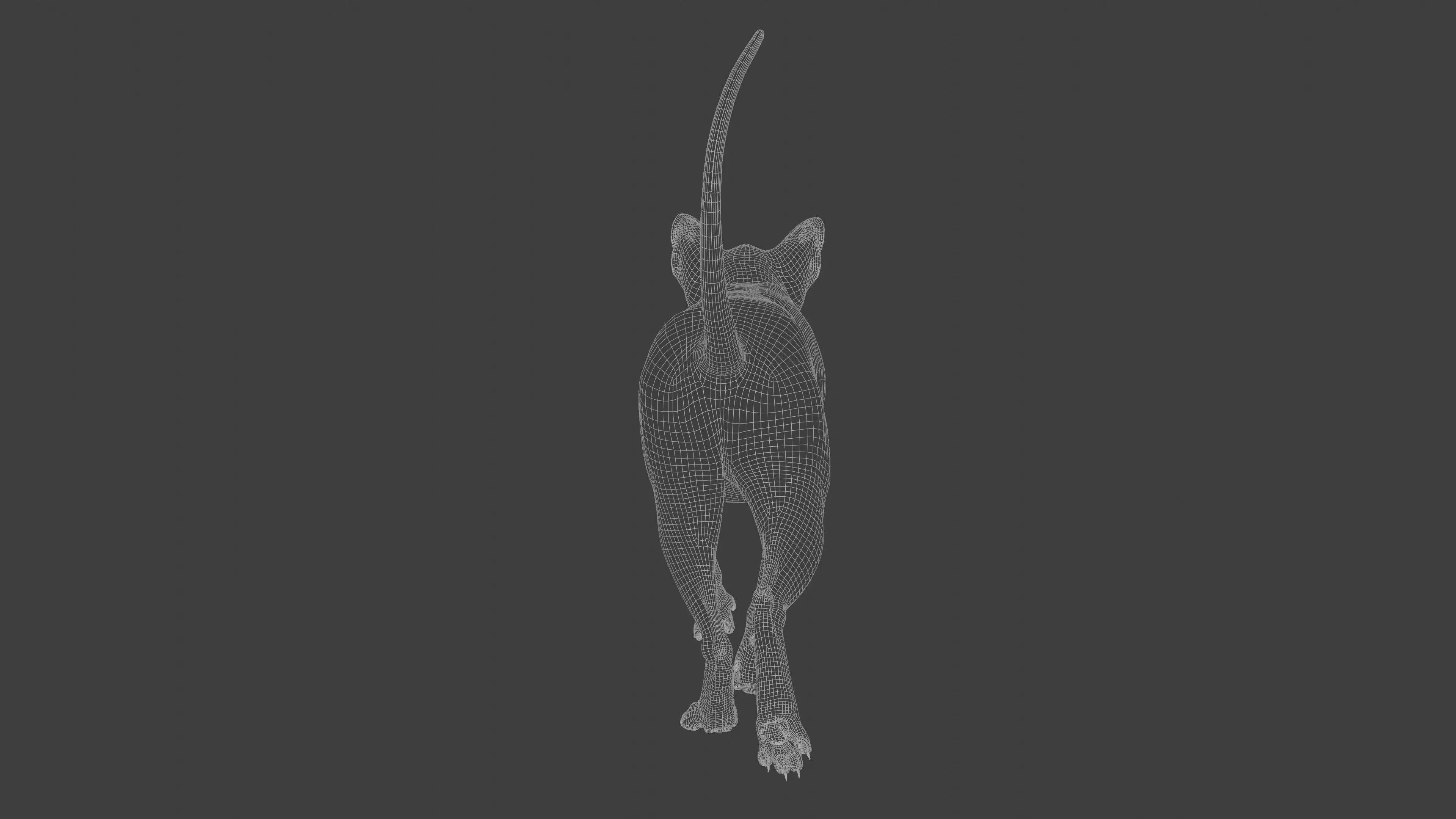 grey Tabby cat Low-poly 3D model_15