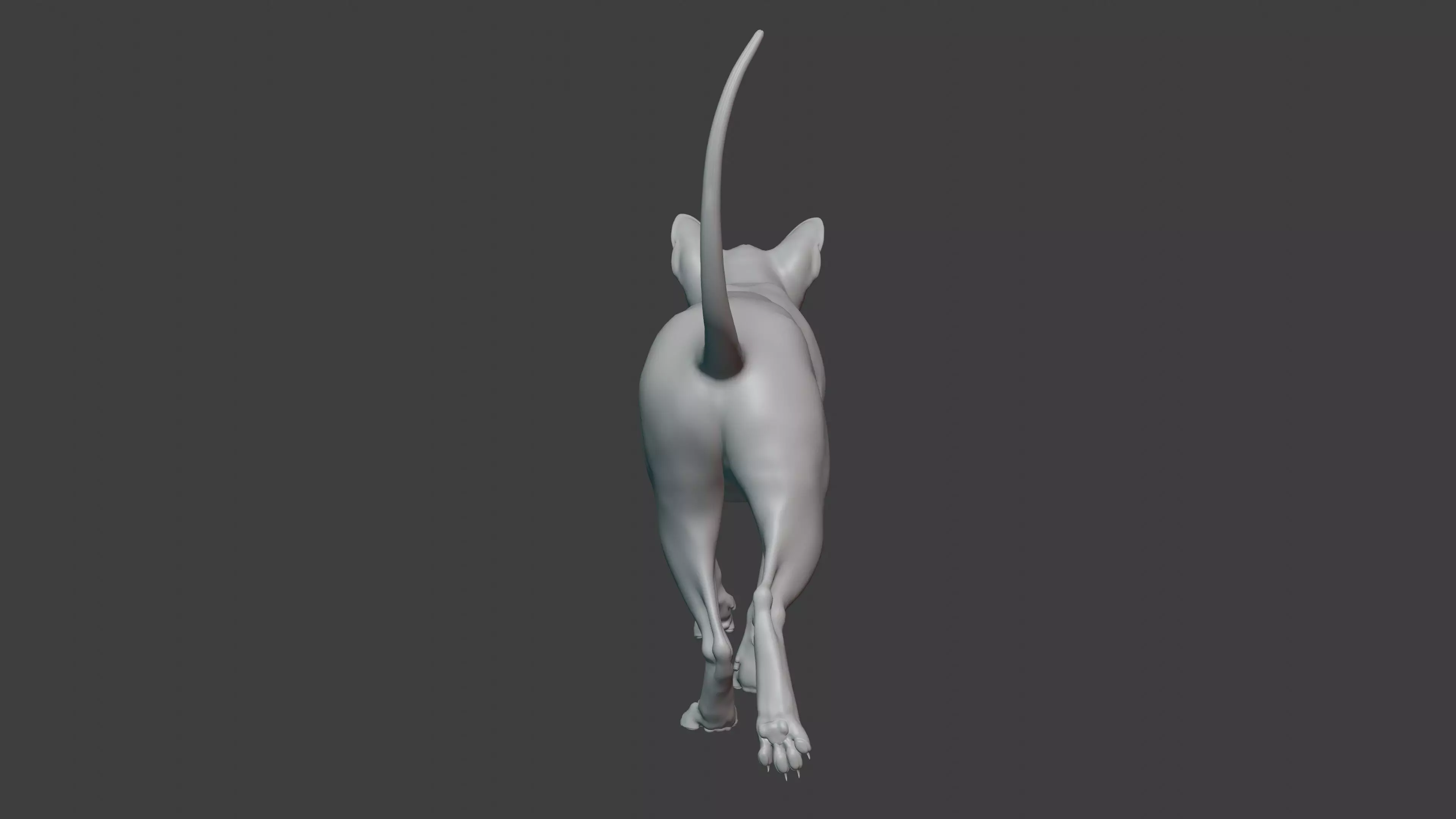 grey Tabby cat Low-poly 3D model_22