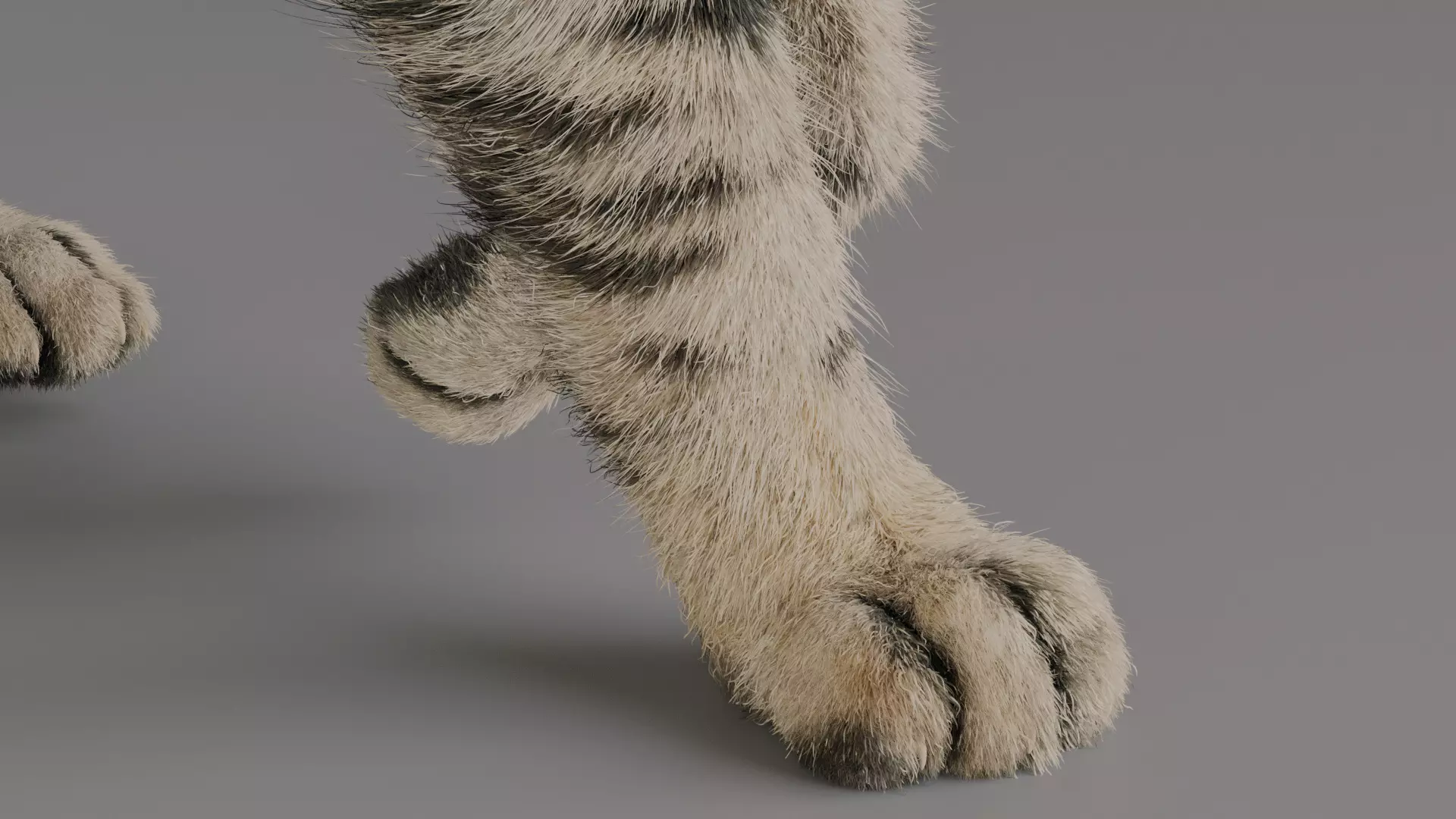 grey Tabby cat Low-poly 3D model_5