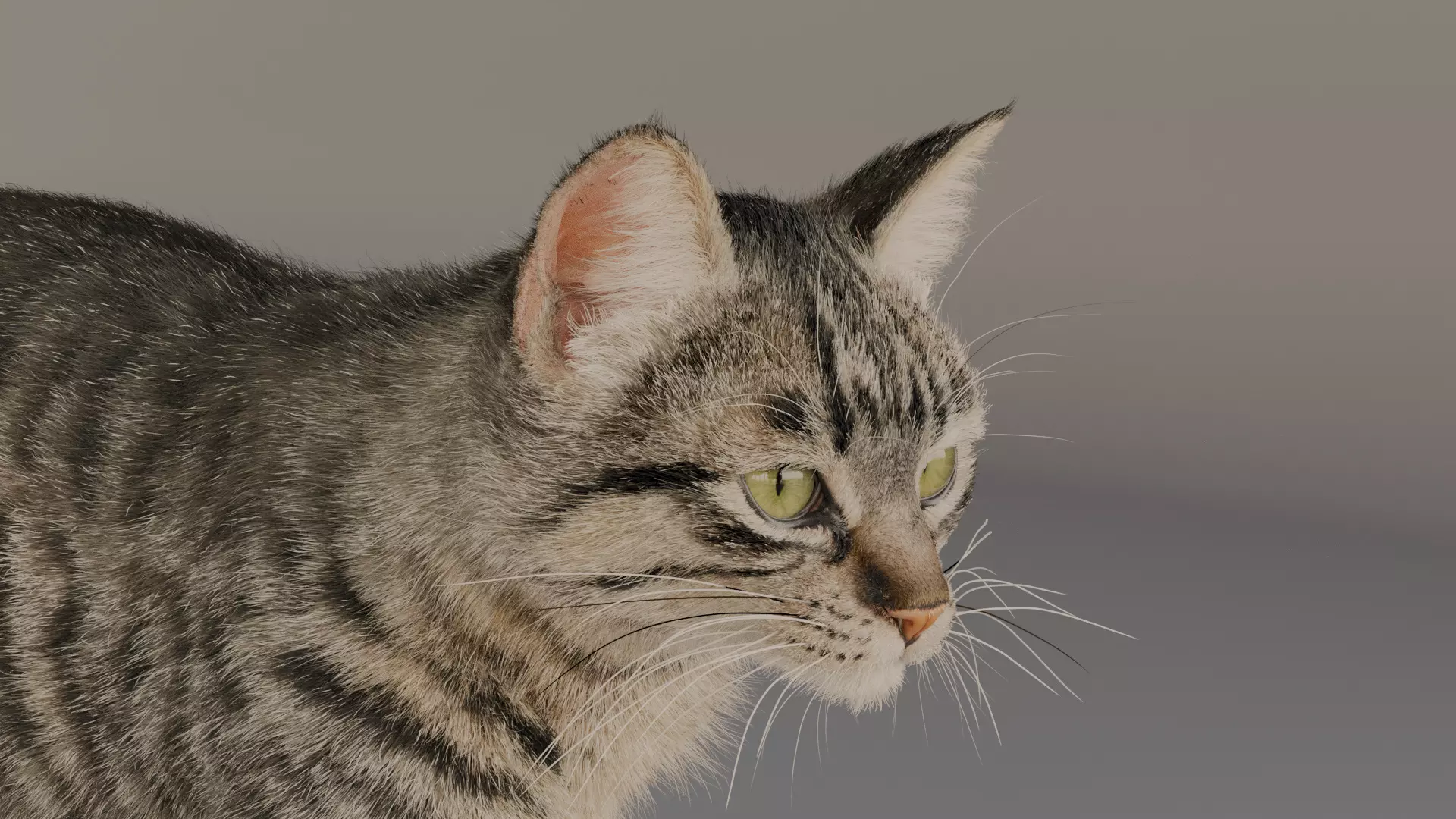 grey Tabby cat Low-poly 3D model_3